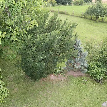 Near The Forest